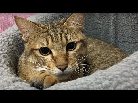 無聊的布丁 無聊的我 Bored Cat