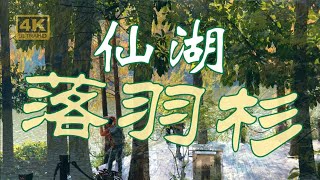 【深圳紅葉】 深圳仙湖公園 落羽杉 落羽松 深圳 好去處 Fairy Lake Botanical Garden 蓮塘 一日遊 4A 旅遊景區 地鐵直達