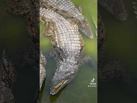 🐊 #crocodilepark 🇪🇸 #spain #torremolinos ##crocodile #nature #wildlife #biology #education #park