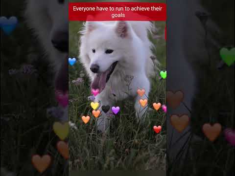 Cute puppy dog running in garden #shorts #cutedog #puppy