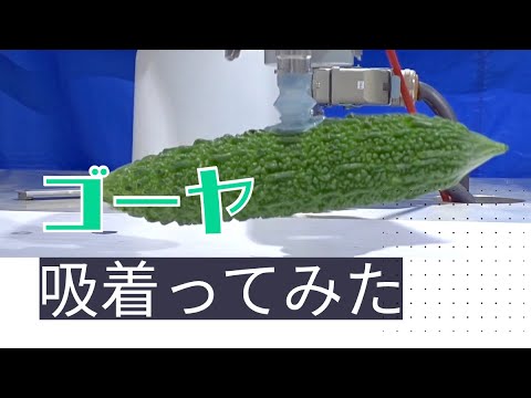 【吸着ってみた】ゴーヤ【コンバム】