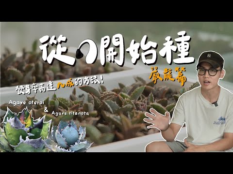 實生藍/綠皮嚴龍！這方式發芽率竟9成以上！沒想到半年可以長這麽大？各顆表現都不同！Agave titanota / oteroi 【從零開始種-嚴龍篇Ep.01】