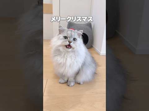 もふもふ猫サンタからのご挨拶 【サイベリアン】 #Shorts