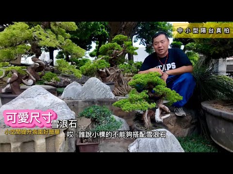 小高雄厝｜真柏#台灣銘園 #台灣銘園園藝事業有限公司 #景觀設計