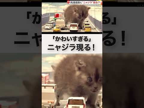 高速道路に“ニャジラ”現る！？「かわいすぎる！」生後約1カ月のネコの成長記録がSNSで話題 #shorts