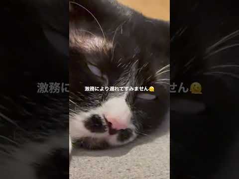 【進捗】今週は旅動画を上げる予定です。#shorts #cat