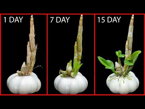 How to Grow Garlic on the Balcony for Beginners/ 30-Day Journey of Growing Leafy Greens