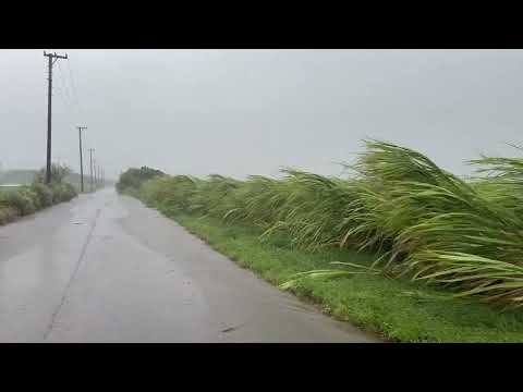 台風3号：強風にあおられるサトウキビ畑