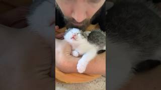 Why My Kittens Love My Husband ❤️