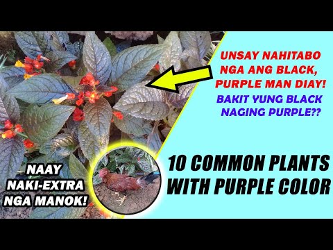 10 Halaman na Kulay Purple/ Violet by Anak Bukid