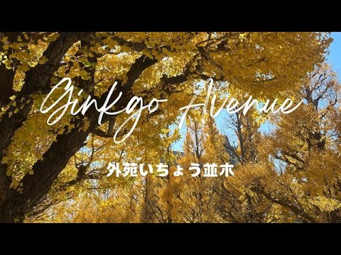 Winter day in Tokyo（Gaien Ginkgo Avenue）東京での冬の一日（外苑いちょう並木）