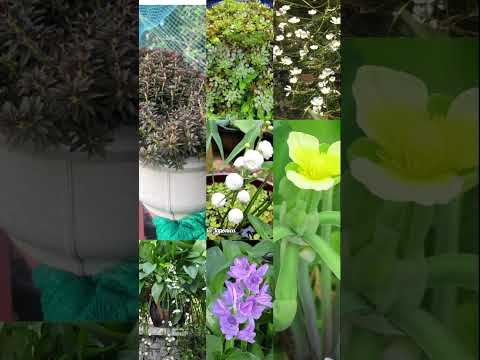 Waterplants Combo 200 +cc 7902402312 #malayalam #sale #garden #youtubeshorts #plants #trending