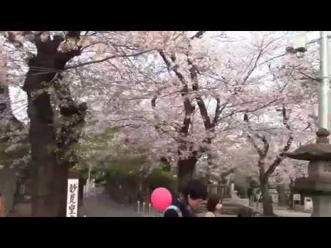 桜 東京都内有数の花見の名所 池上本門寺02 仁王門　長栄堂から日蓮大聖人像