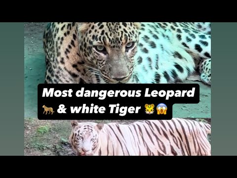 Most dangerous Leopard 🐆 & white Tiger 🐅 😱 wild_life | #kruger #greaterkruger #tiger #leopard