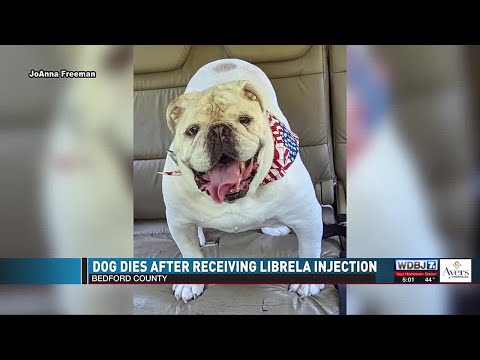 Dog Dies After Receiving Librela Injection