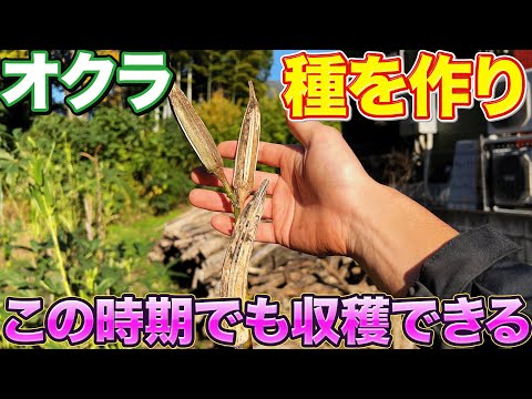 【来年は0円栽培】オクラを〇〇すると種が取れるようになります。11月に入っても収穫も可能