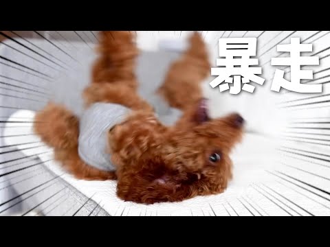 子犬が避妊手術後元気すぎるので困ってます...