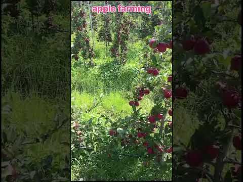 apple farming || #trending #shortvideo  #viralvideo