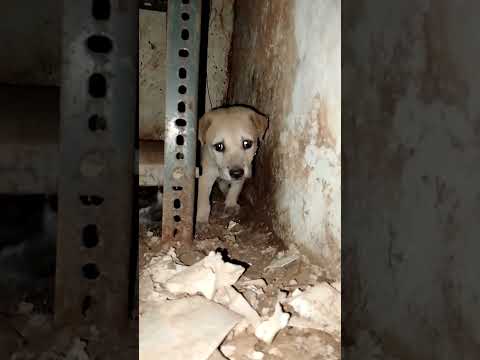 ఈ కుక్కపిల్లలు ఎక్కడ ఉన్నాయో చూడండి😰😱 #shorts #puppies #cutedogs