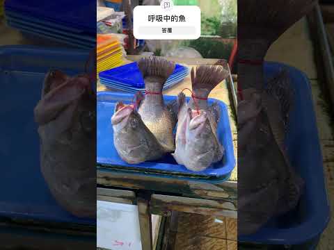 鱸魚綁起來變「弓魚」，撐開鰓蓋來延長魚的性命，但好像會讓魚痛苦