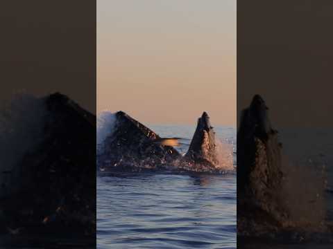 Talk about a giant mouthful! #whale #thalassophobia #ocean #viral