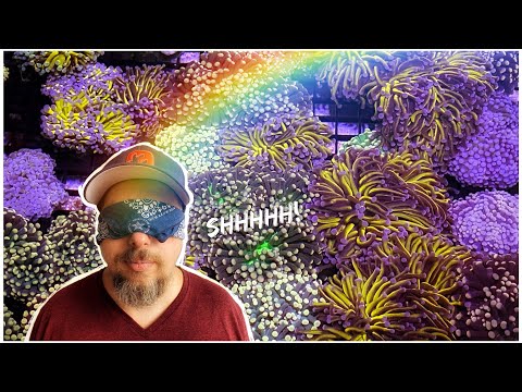 Nick’s Super Secret Aussie Coral Supplier - High End Torches, Hammers and More LPS!