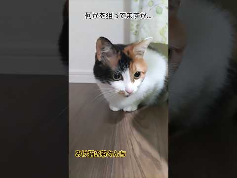 何かを狙ってる猫　#cute #ねこのいる生活 #三毛猫 #funny