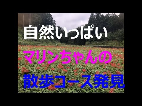 散歩が大嫌いな犬ゴールデンレトリバーが喜んで歩く素敵な散歩道を教えてもらい楽しそうに歩く犬が可愛すぎる（笑）