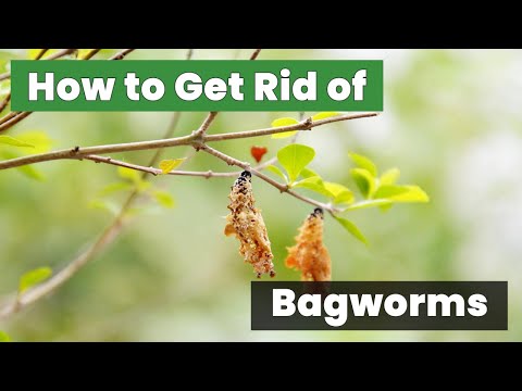 Ultimate Guide: How to Get Rid of Bagworms Easily! - Don't Miss Out!