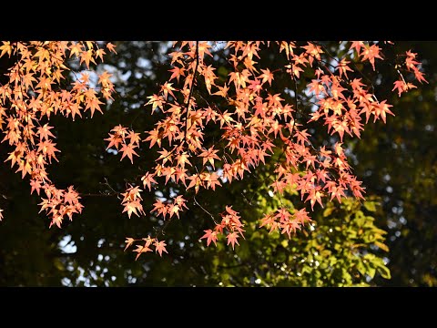 長谷池の紅葉　神戸市立森林植物園