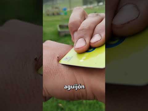 Cómo SOBREVIVIR al ataque de una abeja 👏