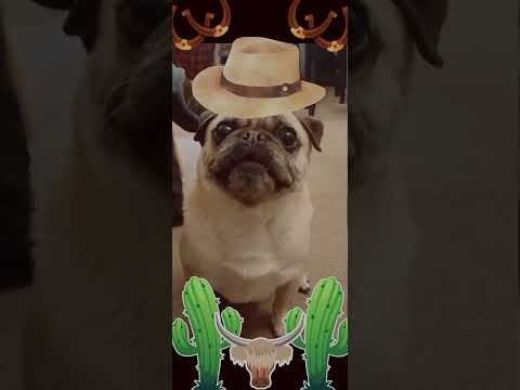 Cute pug frank, thinks he's a cowboy! in time with the music cute funny pug, love pets