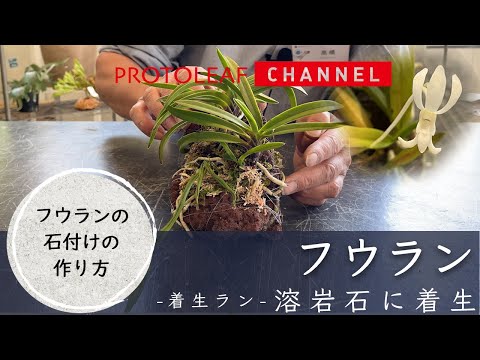 【着生蘭】フウランの石付けの作り方