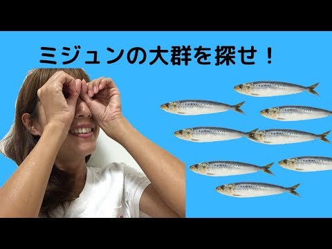 【海VLOG】ミジュンの大群を探しに行った！