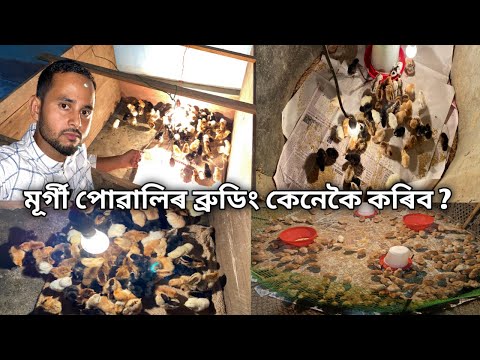 মূৰ্গী পোৱালিৰ ব্ৰুডিং কেনেকৈ কৰিব ?Murgi Brooding Process||Murgi Farming