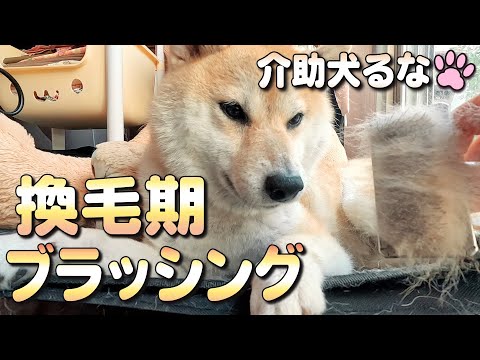 【柴犬介助犬】換毛期ブラッシング［柴犬介助犬るな］