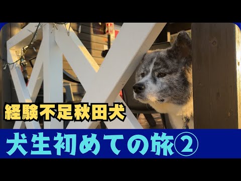 【秋田犬】犬生初めての旅　part②