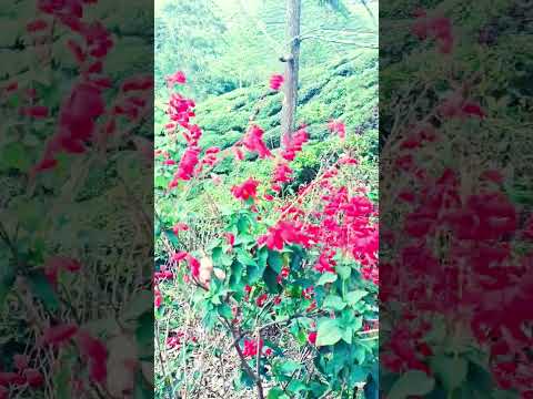 Cameron highlands Boh tea garden. #travel #kualalumpur #pahang #malaysia #beautiful #nature #shorts