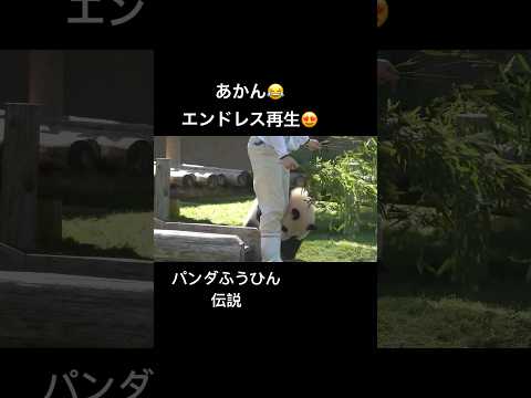 パンダの概念覆す😂パンダふうひん伝説           #パンダ飼育員 #可愛すぎる