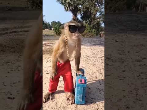 #youtube #funny #youtubeshortsviral #monkeyvideo #comedy #terenaamsong