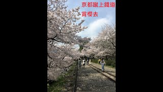 【日本櫻花季】超夢幻的整片粉色櫻花海!!京都蹴上鐵道｜蹴上インクラインでお花見｜桜