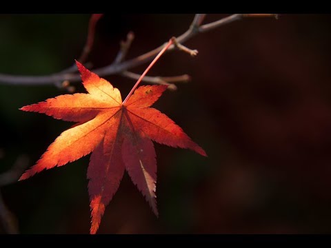 「恋人生」　高嶋ともこ　詞：笹森とおる　曲/編：北野成人　cover　青島 通