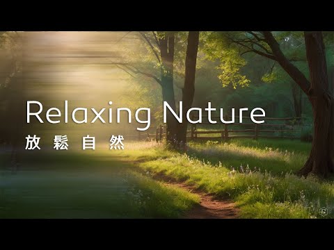 放鬆音樂Relaxing Music｜走進忘憂森林小徑，隨著舒緩的音樂與微風中的光影，心中漸漸歸於平靜