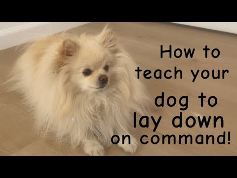 How to teach your dog to lay down on command! (Basic dog commands) e2