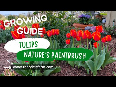 Tulip Gardening Secrets: How to Grow Stunning Spring Blooms 🌷