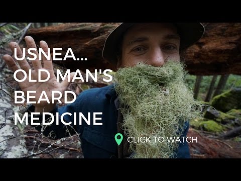 USNEA... Old Man's Beard Medicine | w. Yarrow Willard | Harmonic Arts