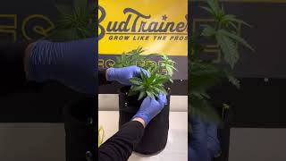 Training a Self Topping Hemp Plant 🤯 #growyourown