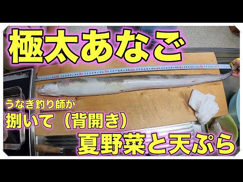 うなぎ釣り師が極太あなごを捌いて、のち夏野菜と天ぷら（あなご 捌き方）