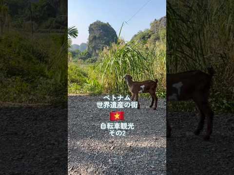 ベトナム世界遺産の宝庫・ニンビンをサイクリング🇻🇳 #ベトナム旅行 #ベトナム観光 #vlog #海外旅行 #shorts