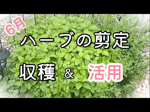 Harvesting and utilizing herbs [Mid June] How to use herbs